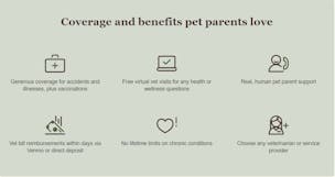 Rainwalk Pet Insurance video/presentation/materials